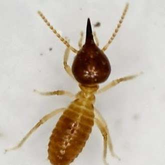 Photo: Pestec Termite & General Pest Management